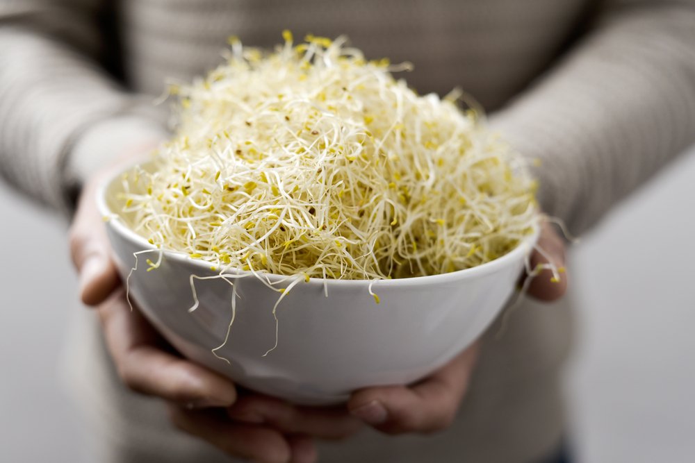 Alfalfa. Fuente: Shutterstock Alfalfa. Fuente: Shutterstock