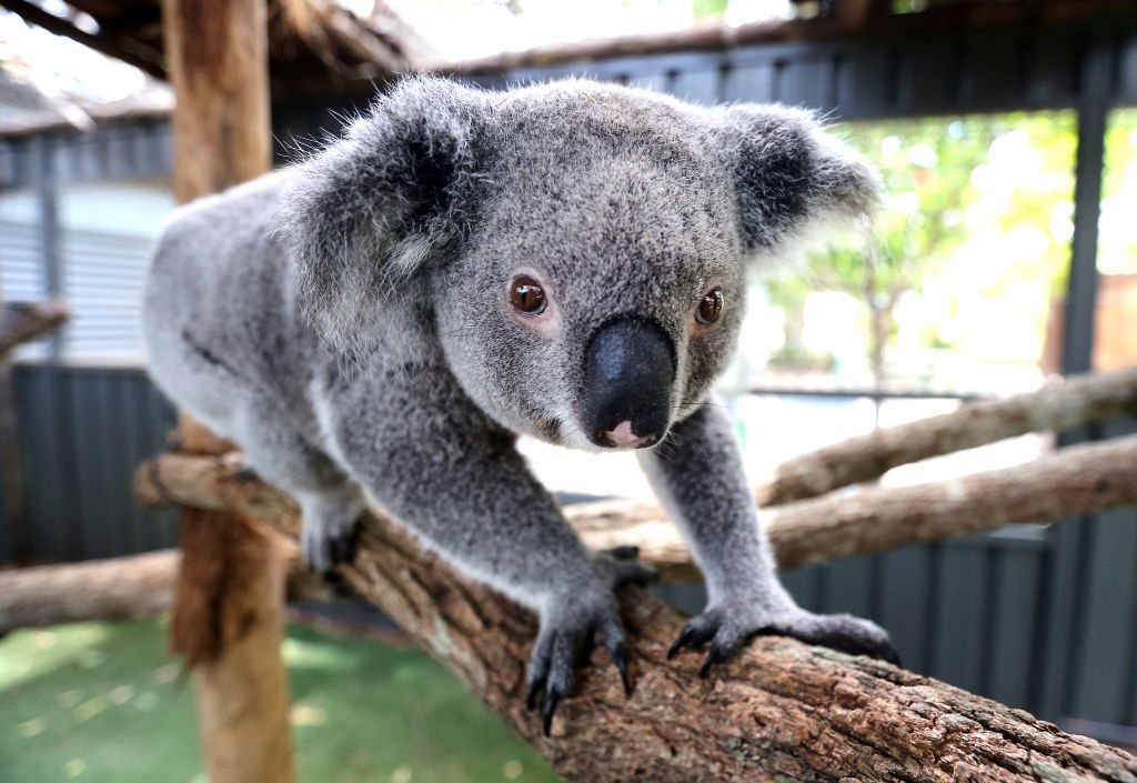 'Myrtle' the koala is seen at Port Macquarie Koala Hospital on December 2, 2020 in Port Macquarie, Australia | Photo: Getty Images