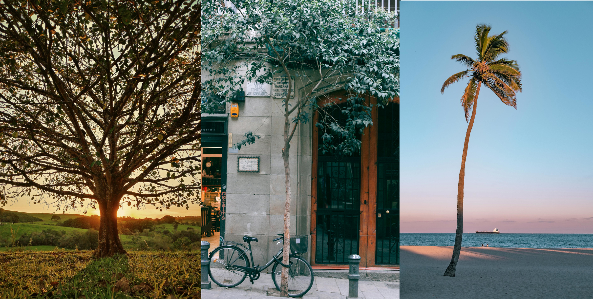 A collage of three trees | Source: Pexels