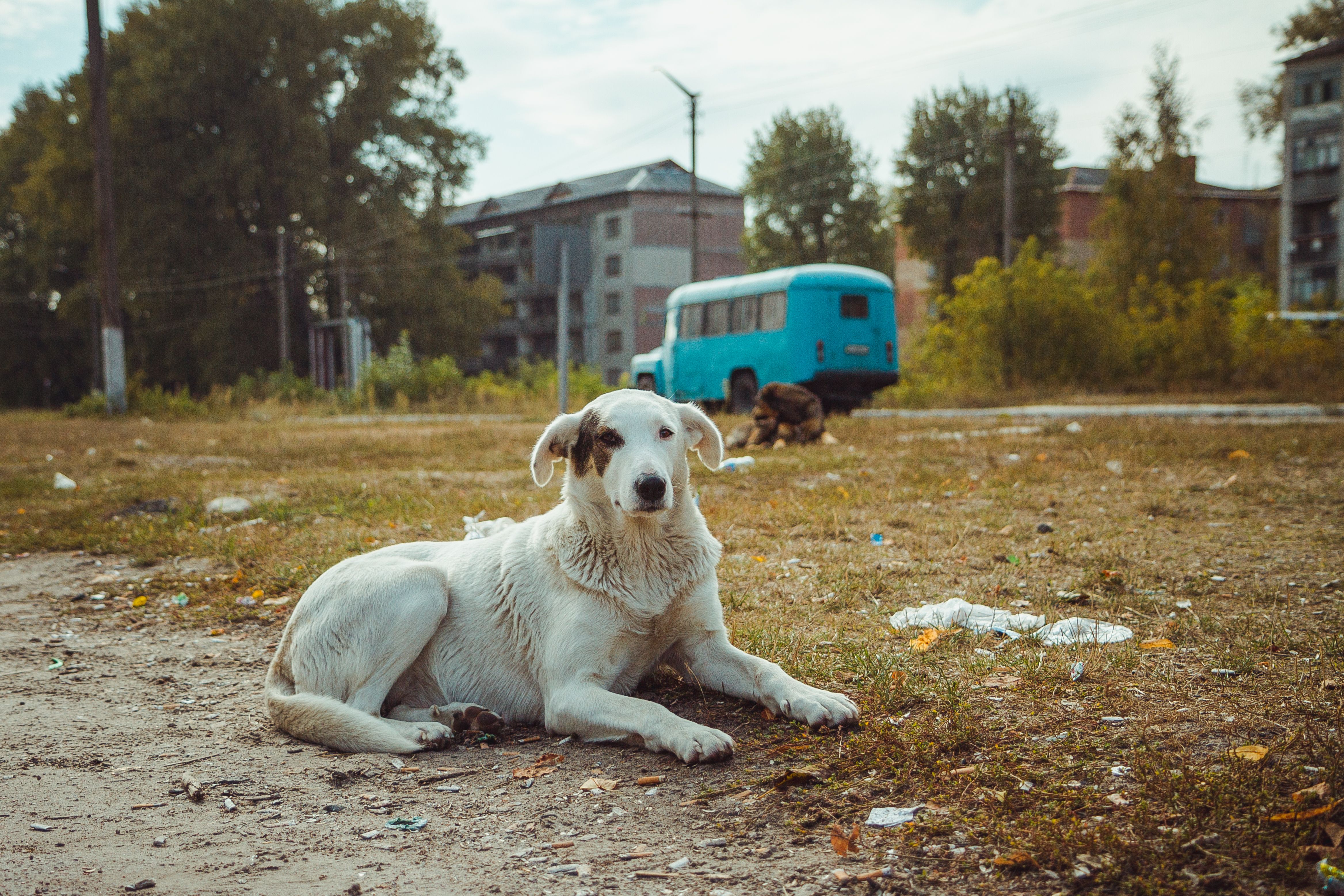 Homeless wild dog in old radioactive zone in Pripyat city - abandoned ghost town after nuclear disaster. Chernobyl exclusion zone. | Foto von: Sergiy Romanyuk via Shutterstock
