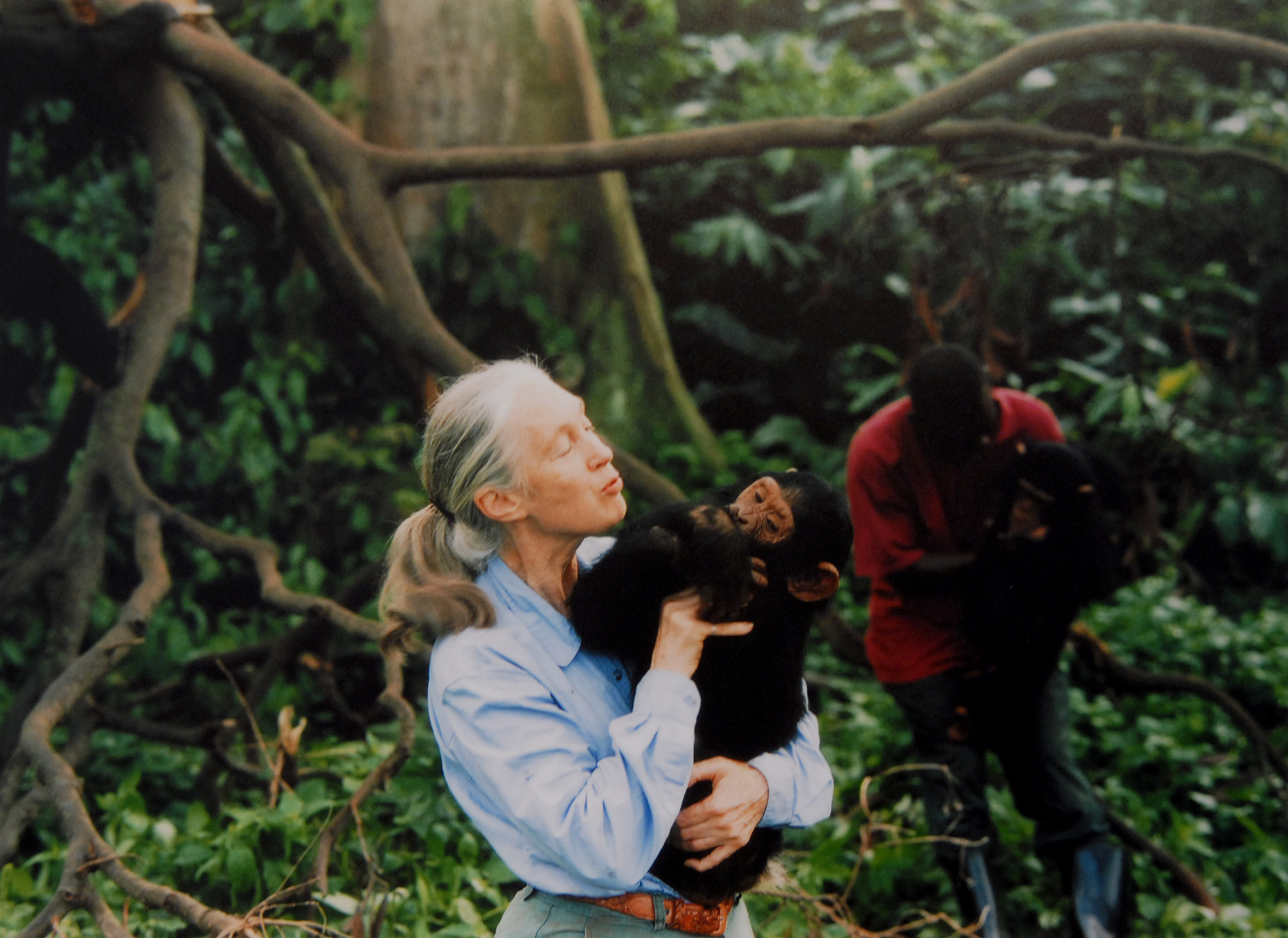 Jane Goodall with a chimpanzee in her arms, circa 1995. | Source: Getty Images
