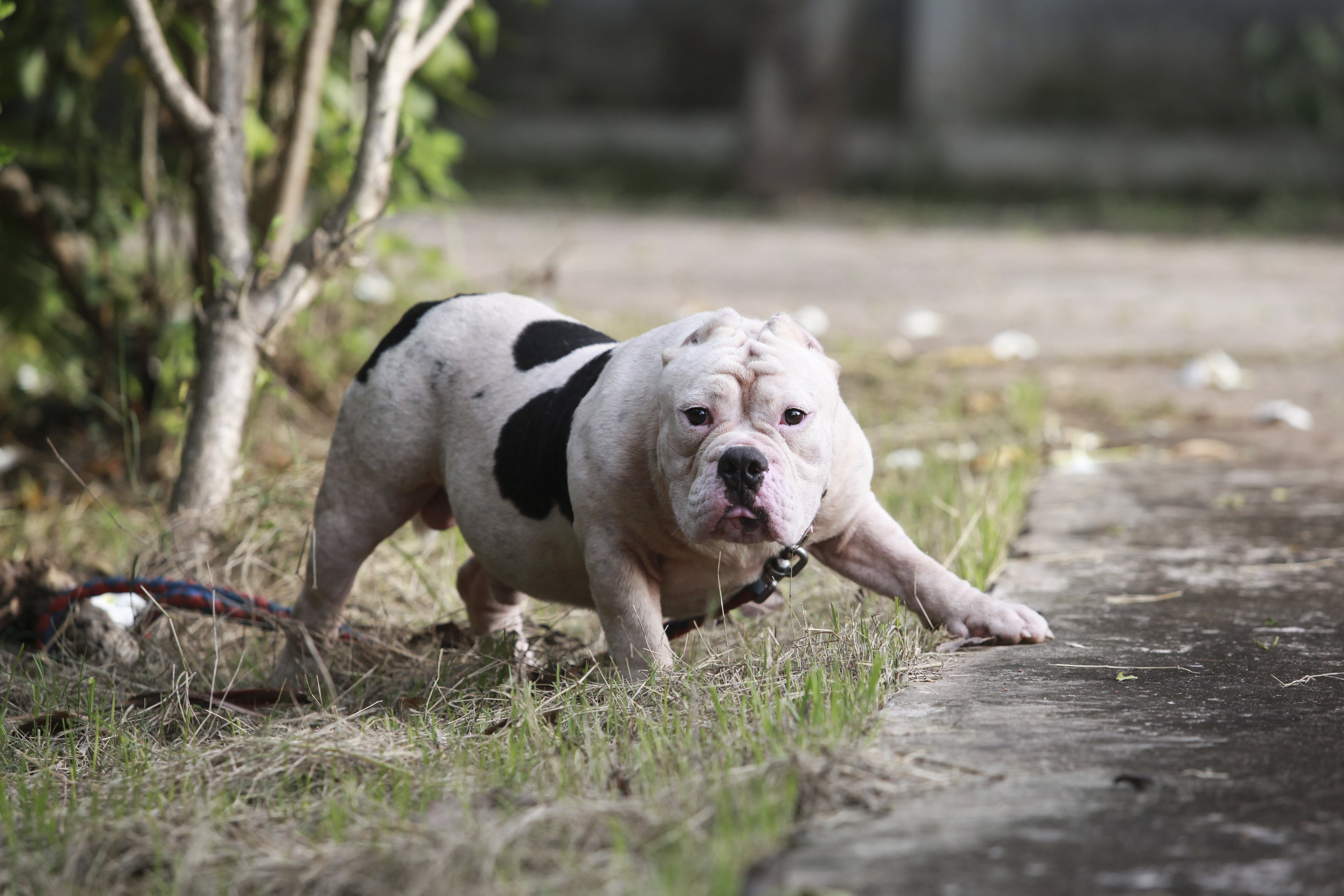 A pit bull braces itself for an attack | Photo: Shutterstock/Tungtron