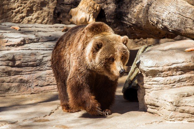 Oso salvaje. | Imagen: Freepik