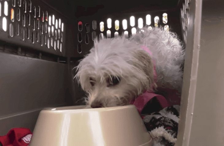 Fuente: Facebook/Humane Society of Missouri Fuente: Facebook/Humane Society of Missouri