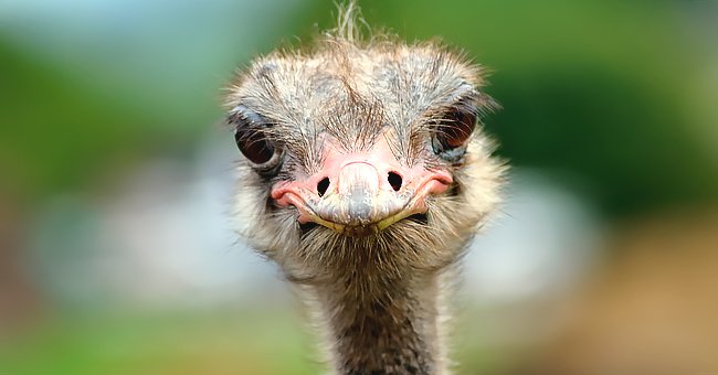 Daily Joke: A Man and an Ostrich Entered a Restaurant