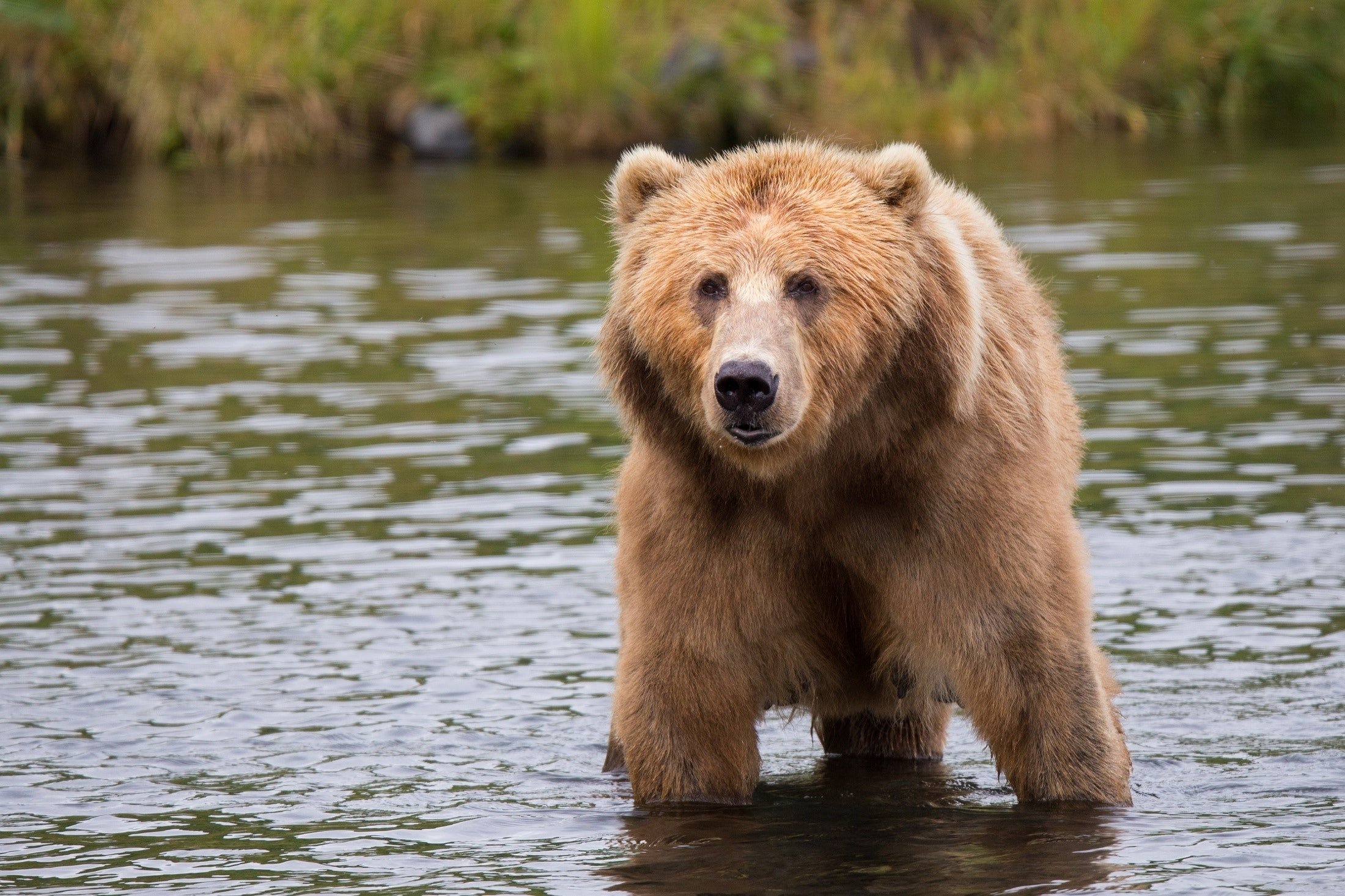 A big brown bear wades through the water next to the river's edge | Photo: Pexels/Pixabay
