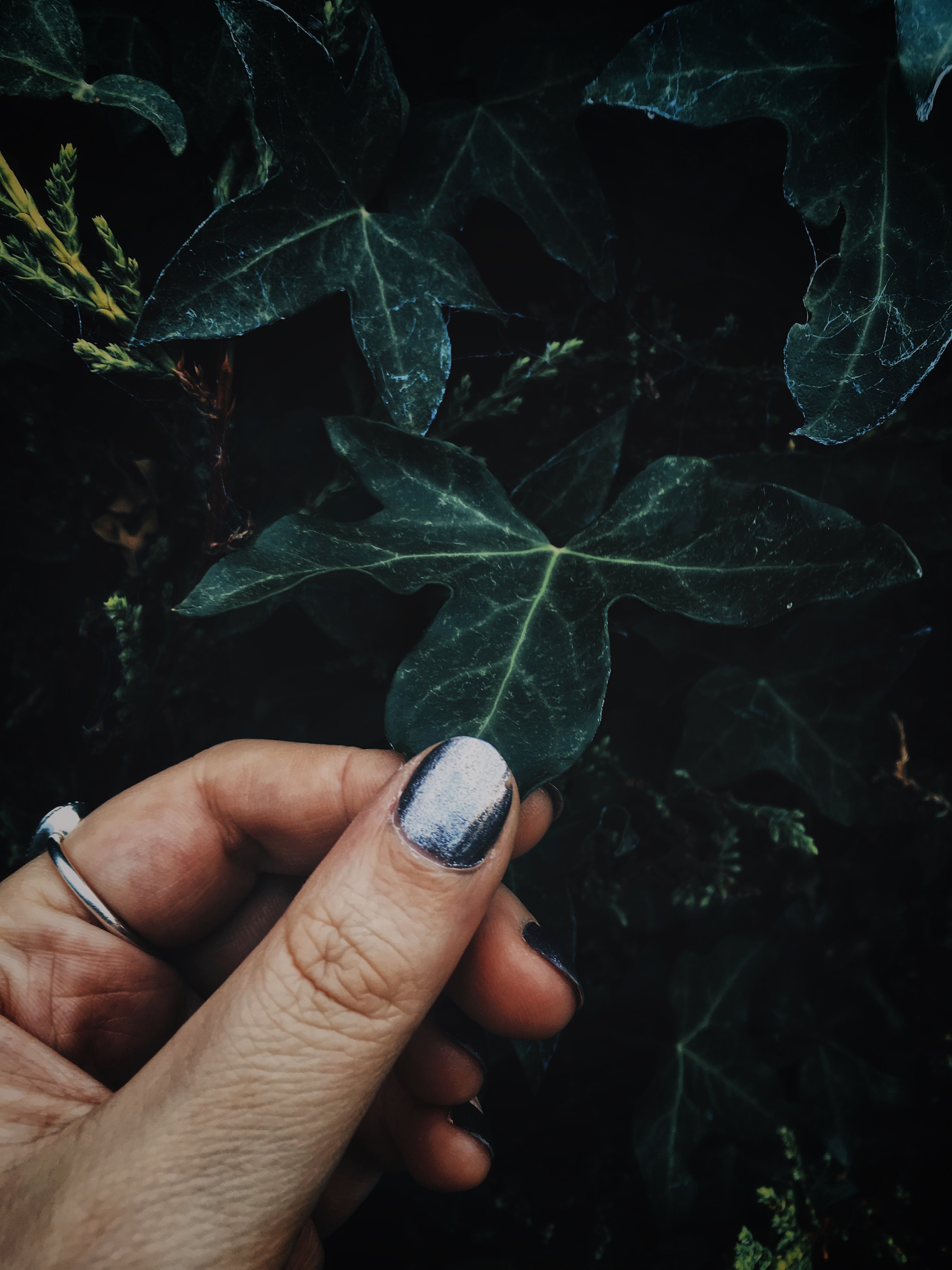 A photo of a woman touching a leaf | Source: Pexels