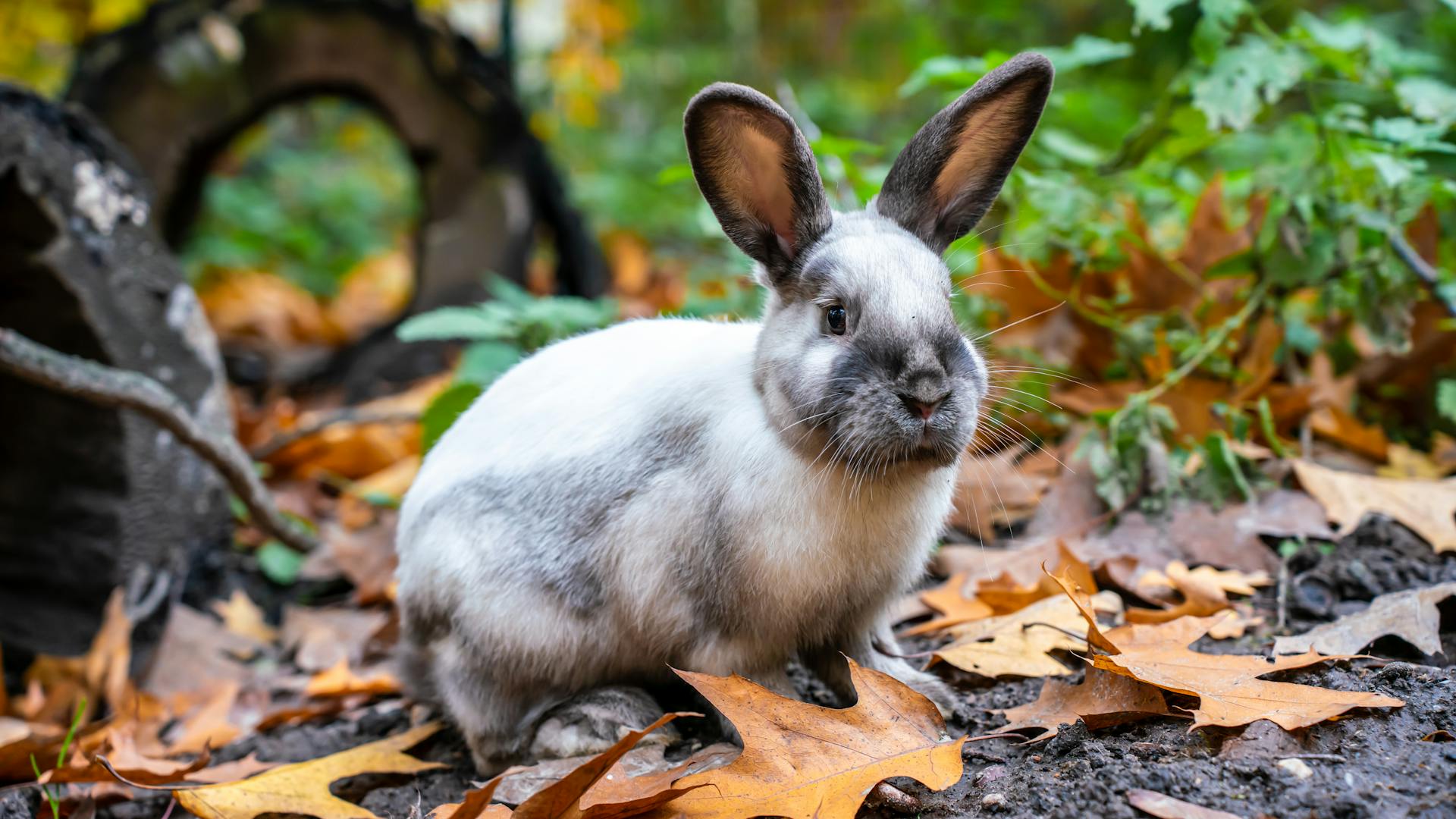 A rabbit in a forest | Source: Pexels