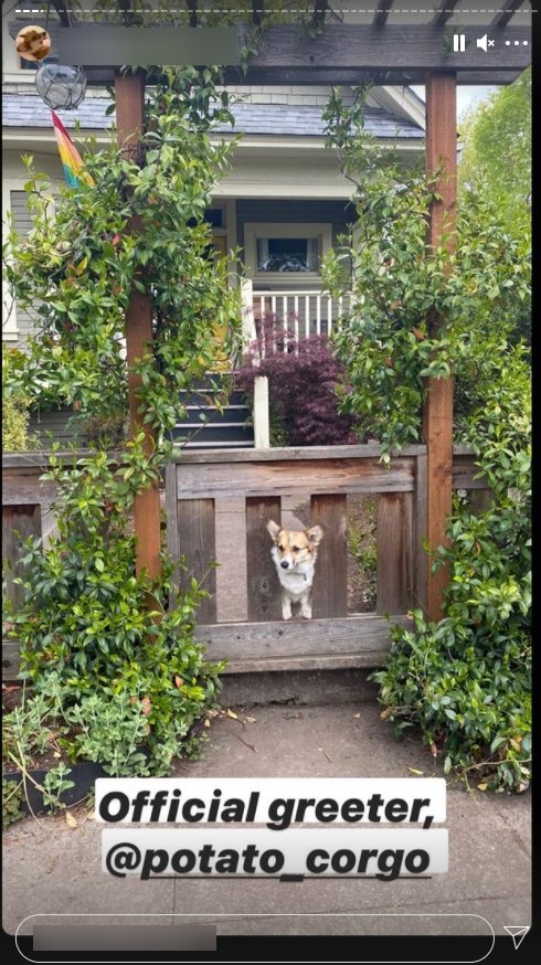 Screenshot der Instagram-Story mit der Hündin Potato am Eingang | Quelle: Instagram/potato_corgo