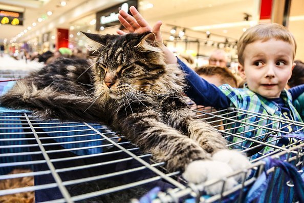 A young boy seen placing his hands on a Maine Coon cat at the exhibition of breed cats in the shopping centre | Photo: Getty Images