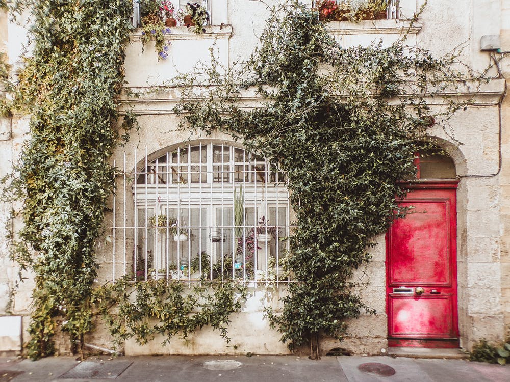 The house seemed unkept and was covered in ivy. | Source: Pexels