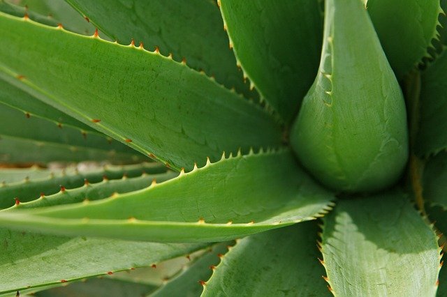 Hojas de aloe vera. Fuente: Pixabay