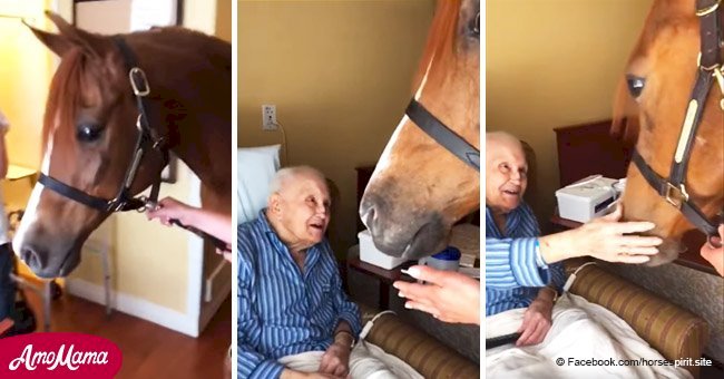 Elderly man can't leave his bed so they bring a therapy horse to him