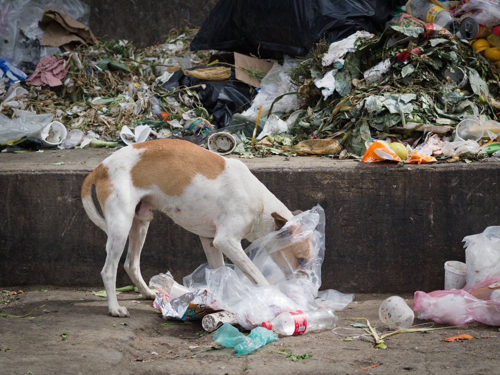 Perro comiendo basura. | Foto: Shutterstock