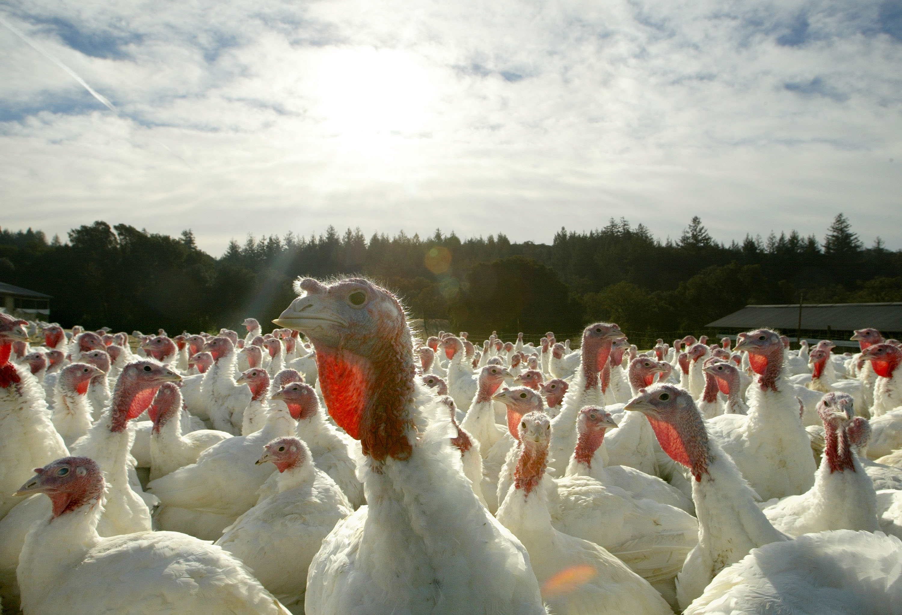 Turkeys in their pen on a farm in Sonoma, California on November 24, 2003 | Source: Getty Images