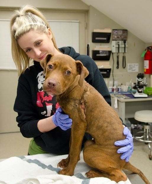 The veterinarian has never seen an embbed harness l Source: Facebook/StrayRescue