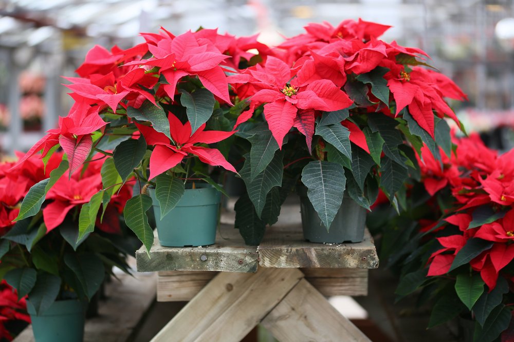 A photo of a several pots of Christmas Poinsettia. | Photo: Shutterstock