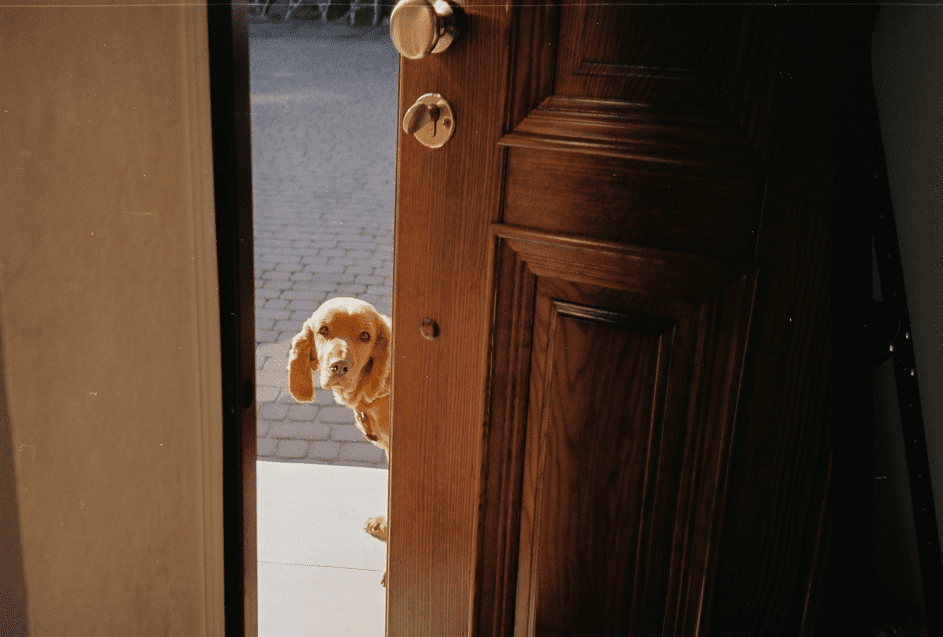Eine Person erinnerte sich daran, für den Hund die Tür offen gelassen zu haben. | Quelle: Unsplash