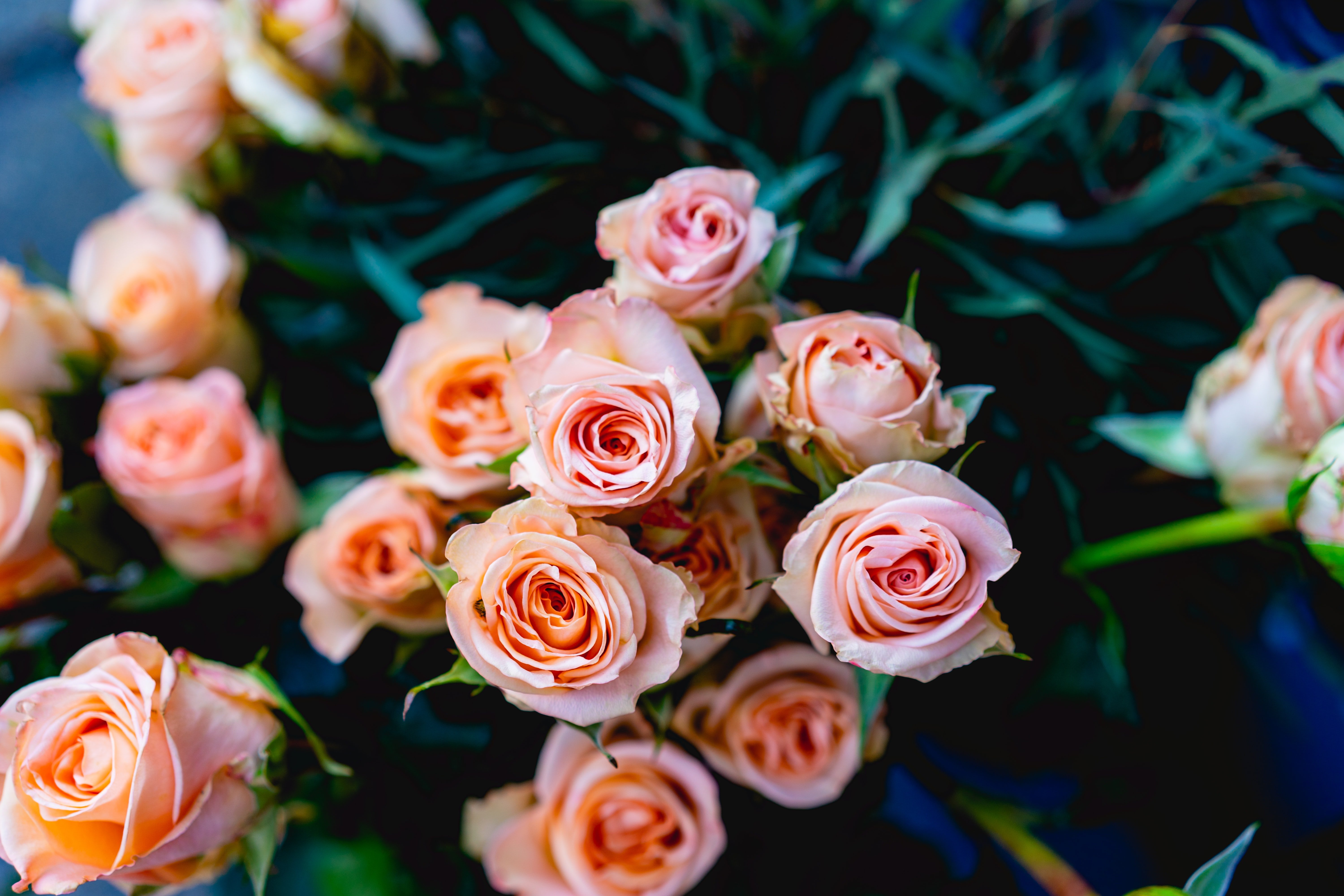 Agatha entschuldigte sich bei Abby und teilte die Details des Verkäufers mit, der die wunderschönen Rosen verkauft hatte. | Quelle: Unsplash