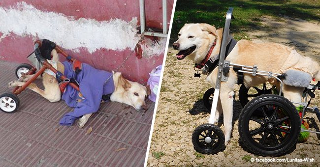 Inspiring transformation of abandoned disabled dog who was picked up by a loving family