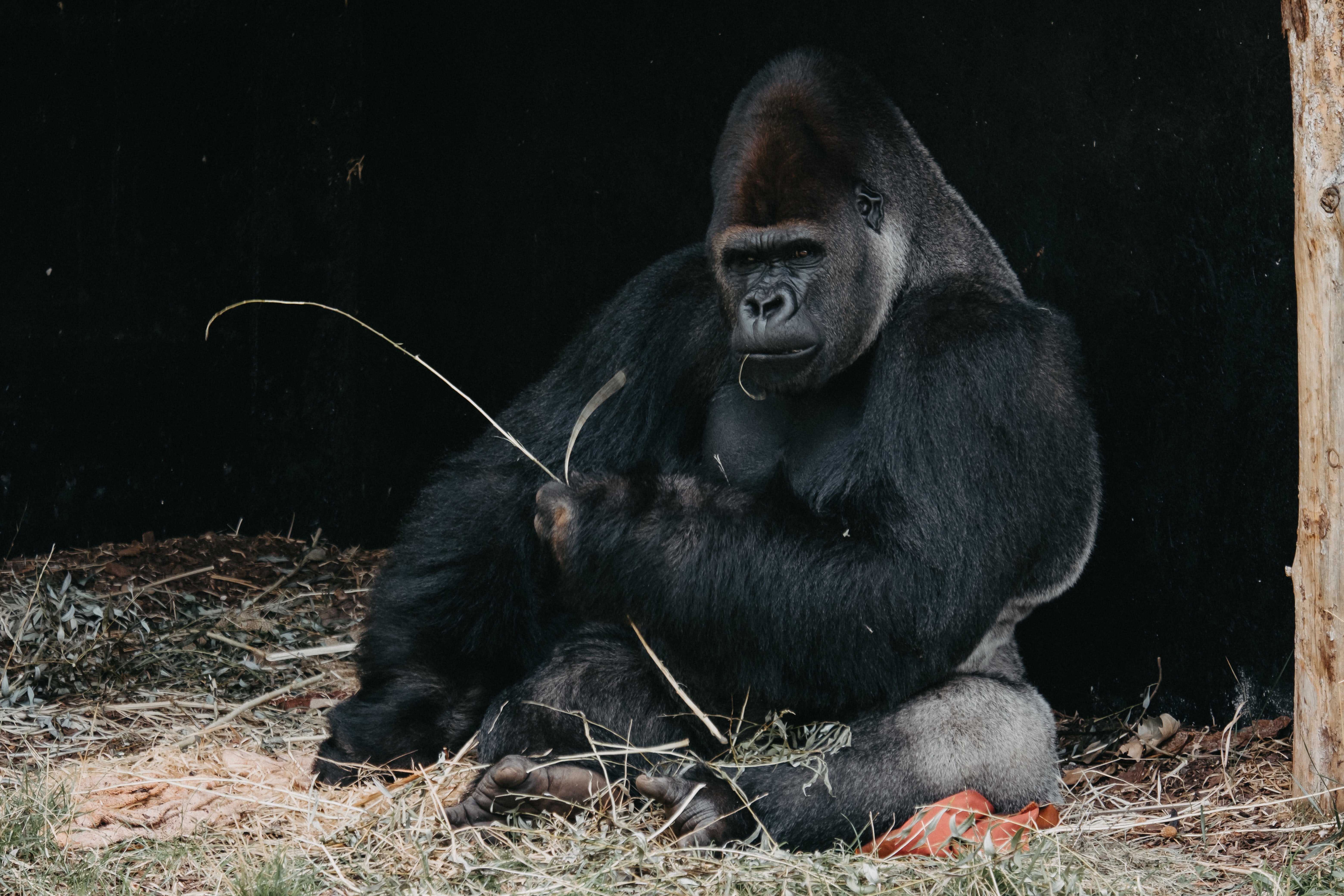 Ein Gorilla, der auf Gras kaut. | Quelle: Pexels/ Julia Filirovska