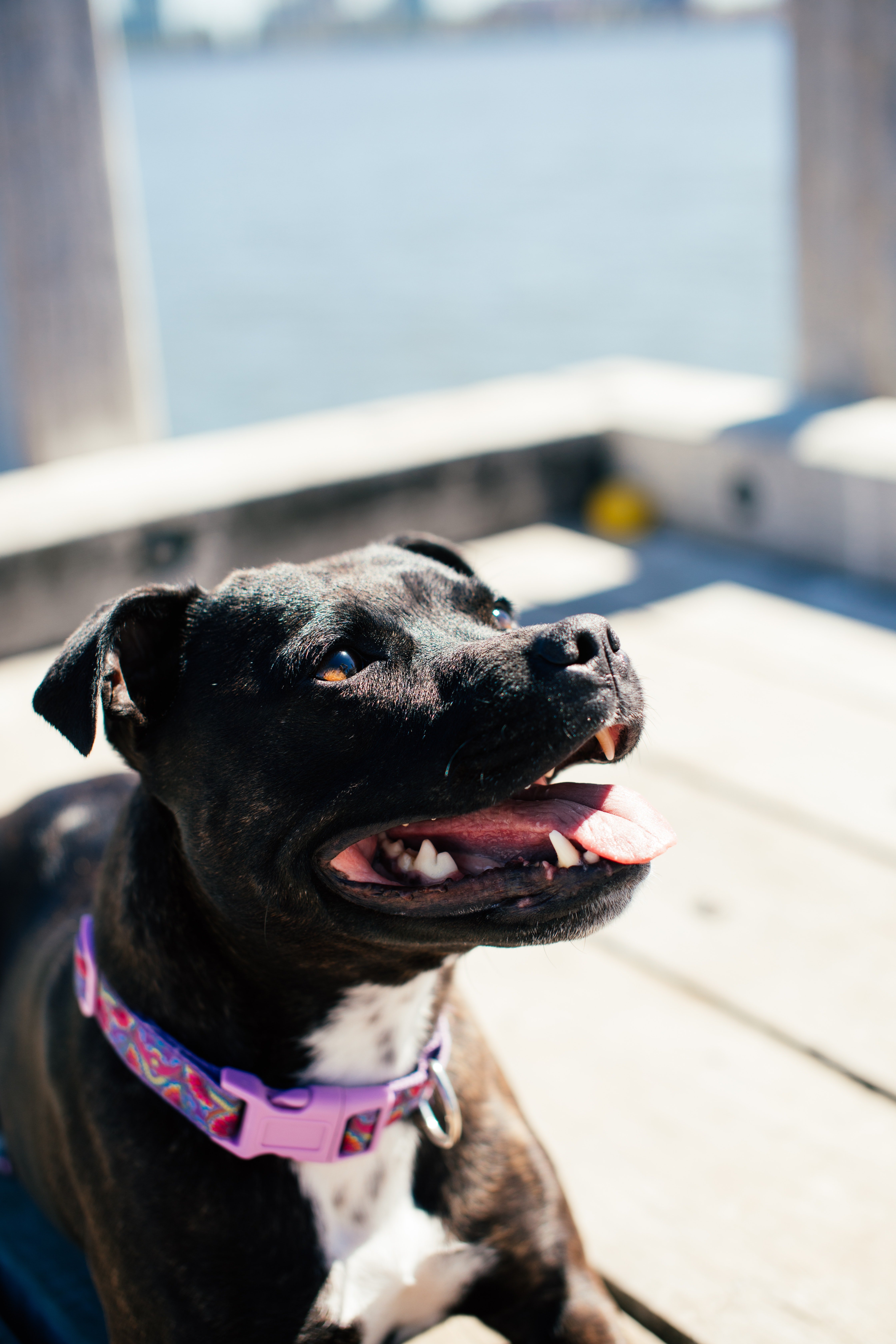 Black dog sitting on a pier. | Source: Pexels/ Rachel Claire