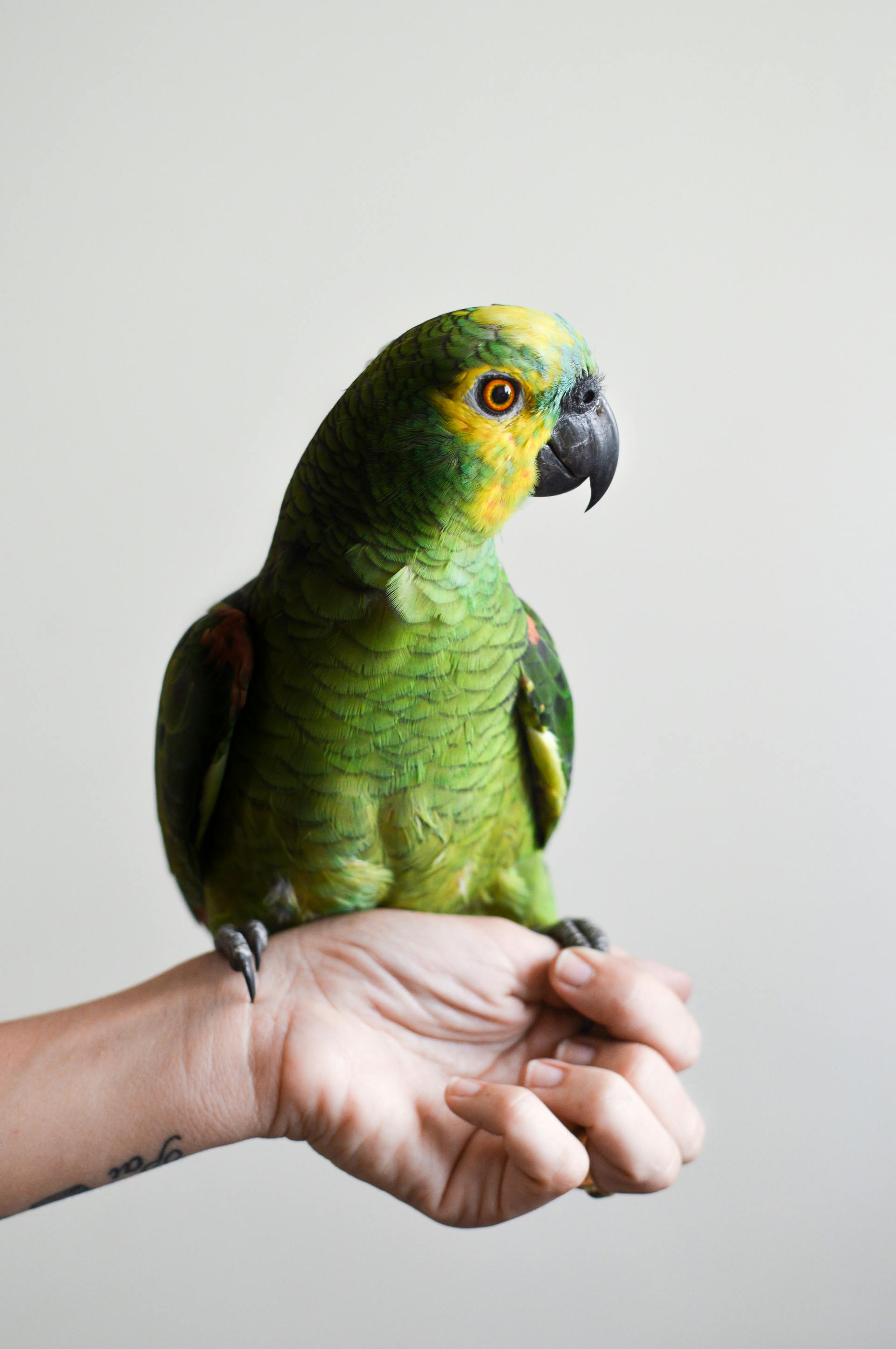 A green parrot on a person's arm | Source: Pexels