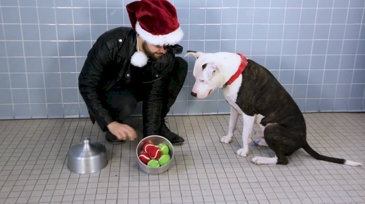Source: Magic for Animal Shelter Dogs | TBS
