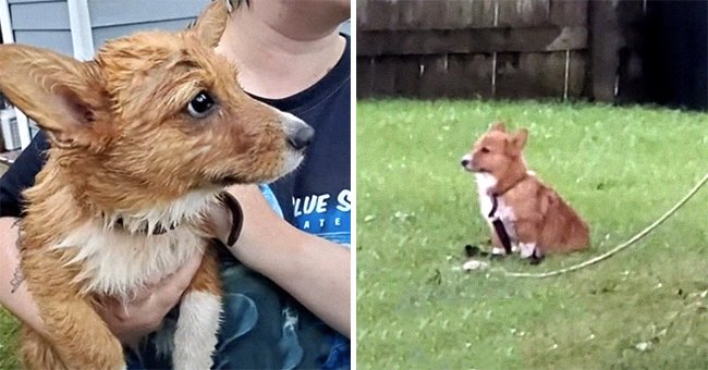 A scared-looking pup tied to a tree under the heavy downpour | Photo: tiktok.com/kenadeelynn8