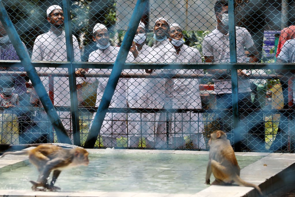 Des singes en cage.| Photo : Getty Images