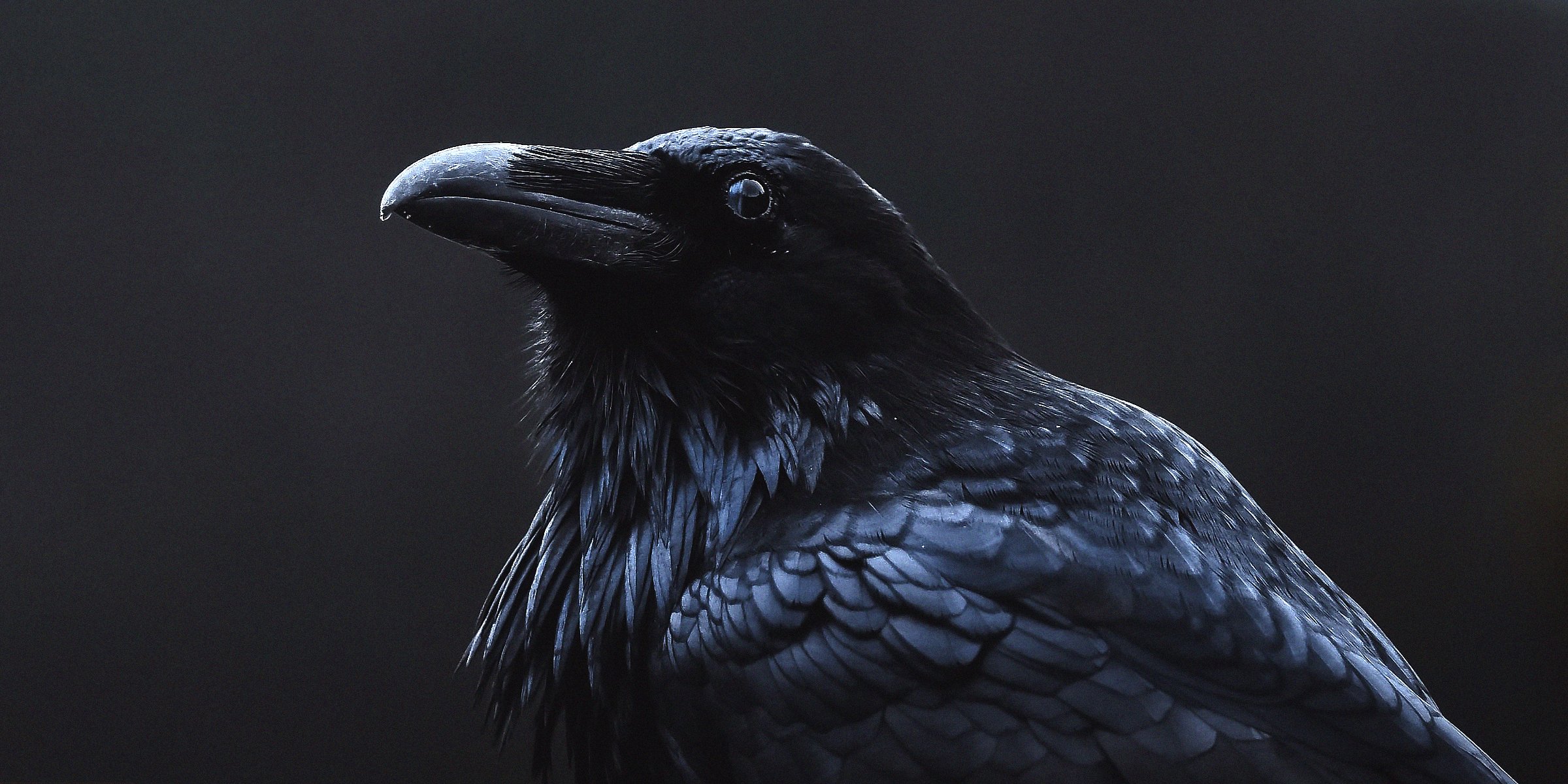 A crow | Source: Unsplash