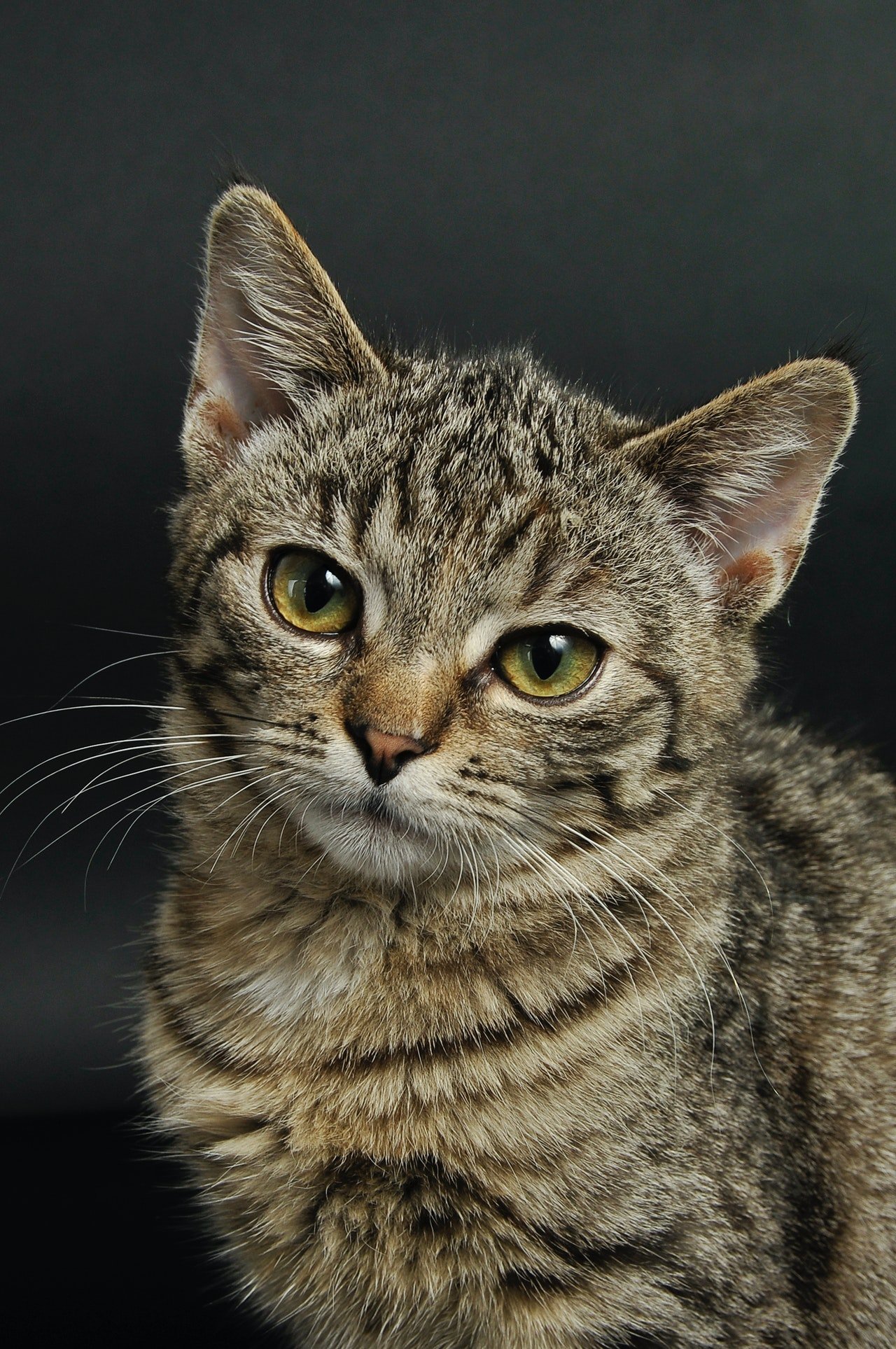 A brown tabby cat lying down looking at the camera | Photo: Pexels/ Wojciech Kumpicki