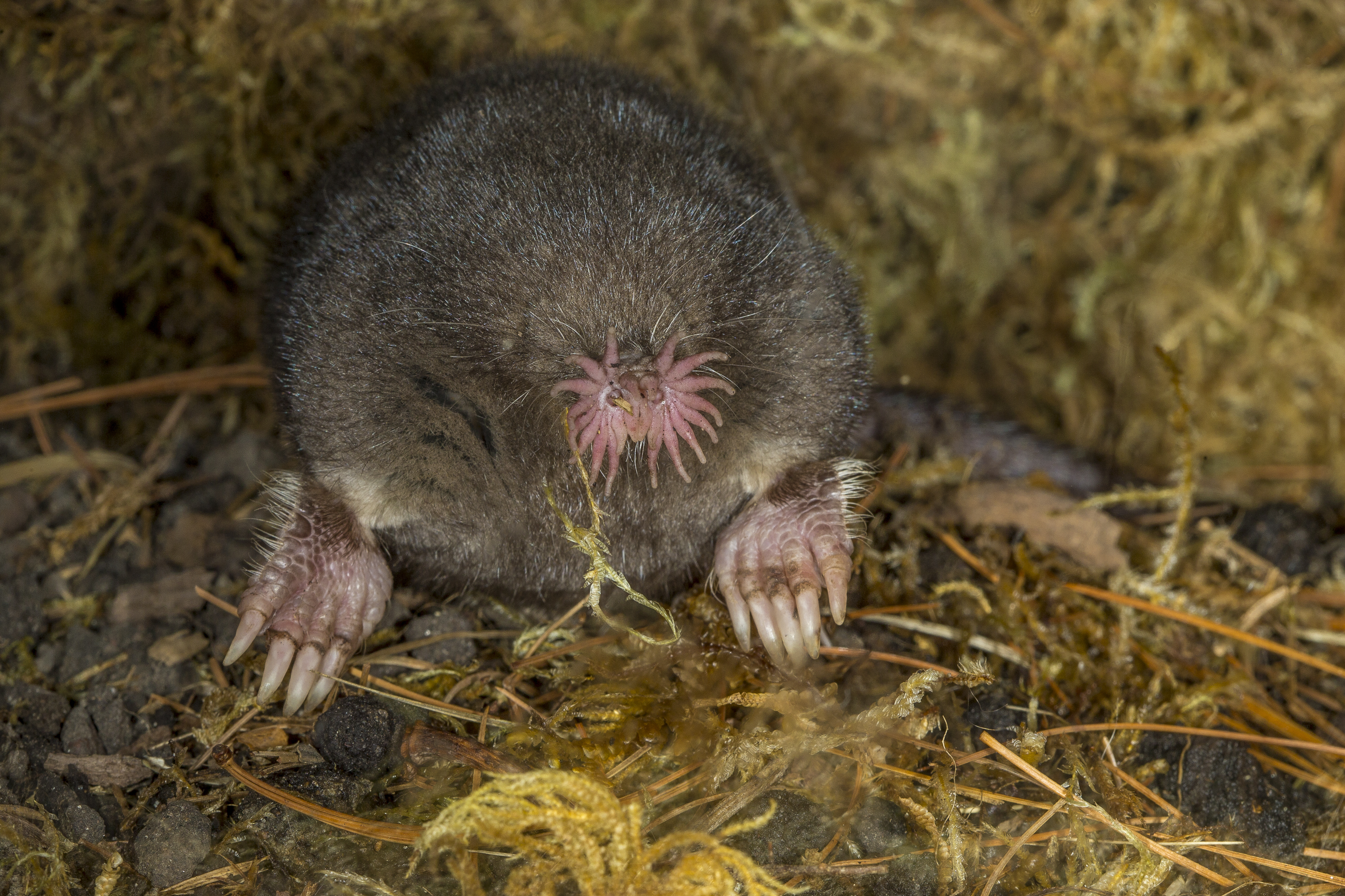 Photo of Star-nosed mole. | Source: Getty Images