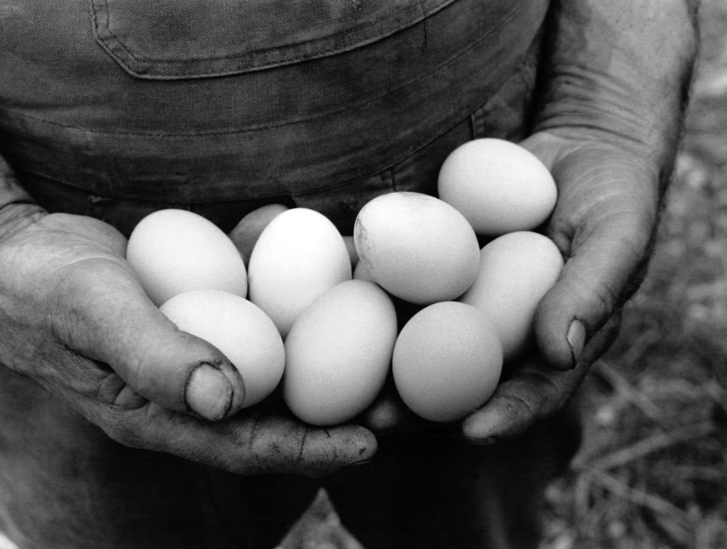 Des oeufs bien frais. | Photo : Getty Images