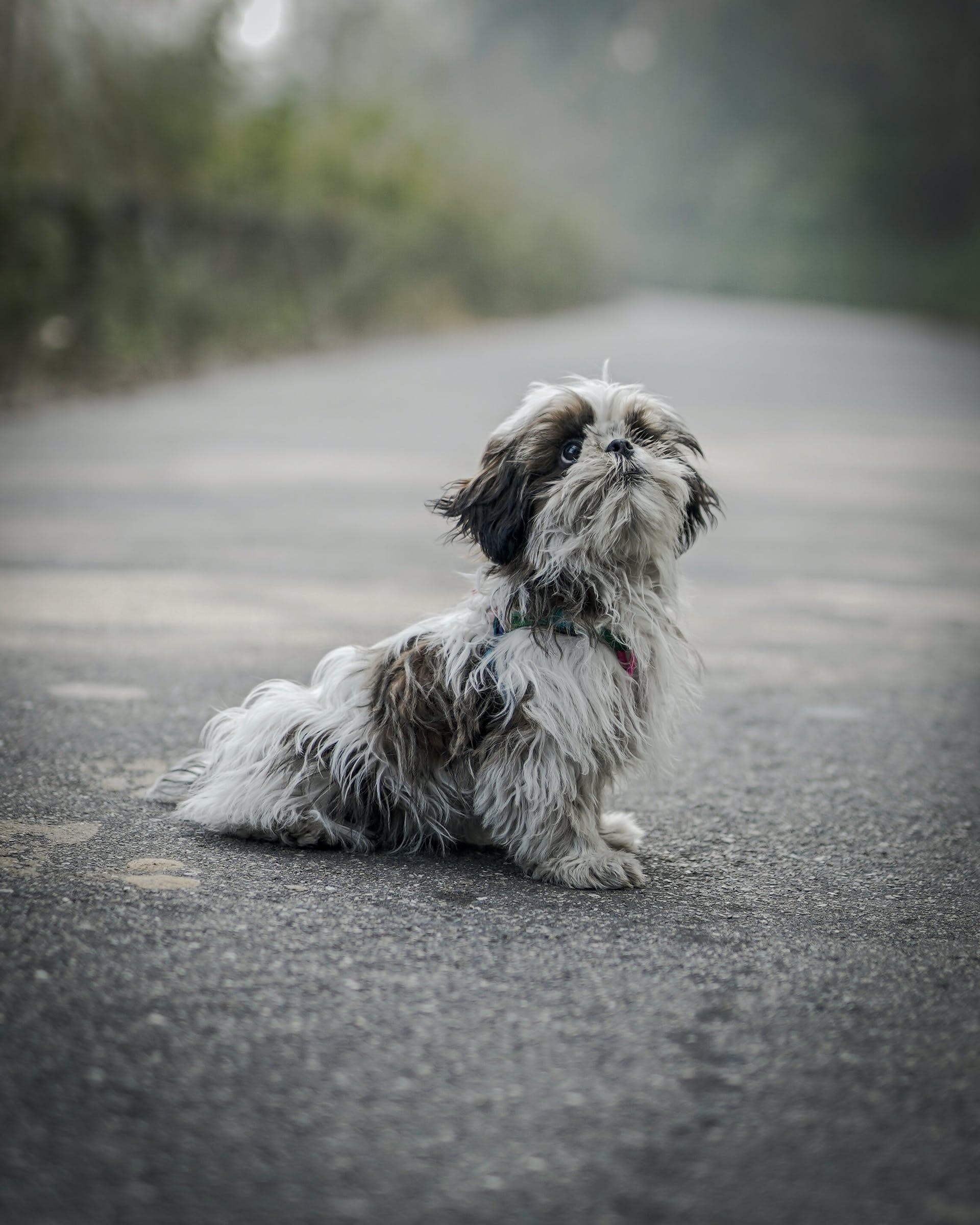 A small dog on a road | Source: Pexels