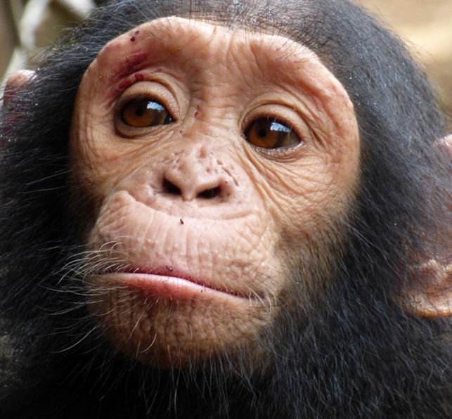 Chimpancé. | Foto: Wikipedia