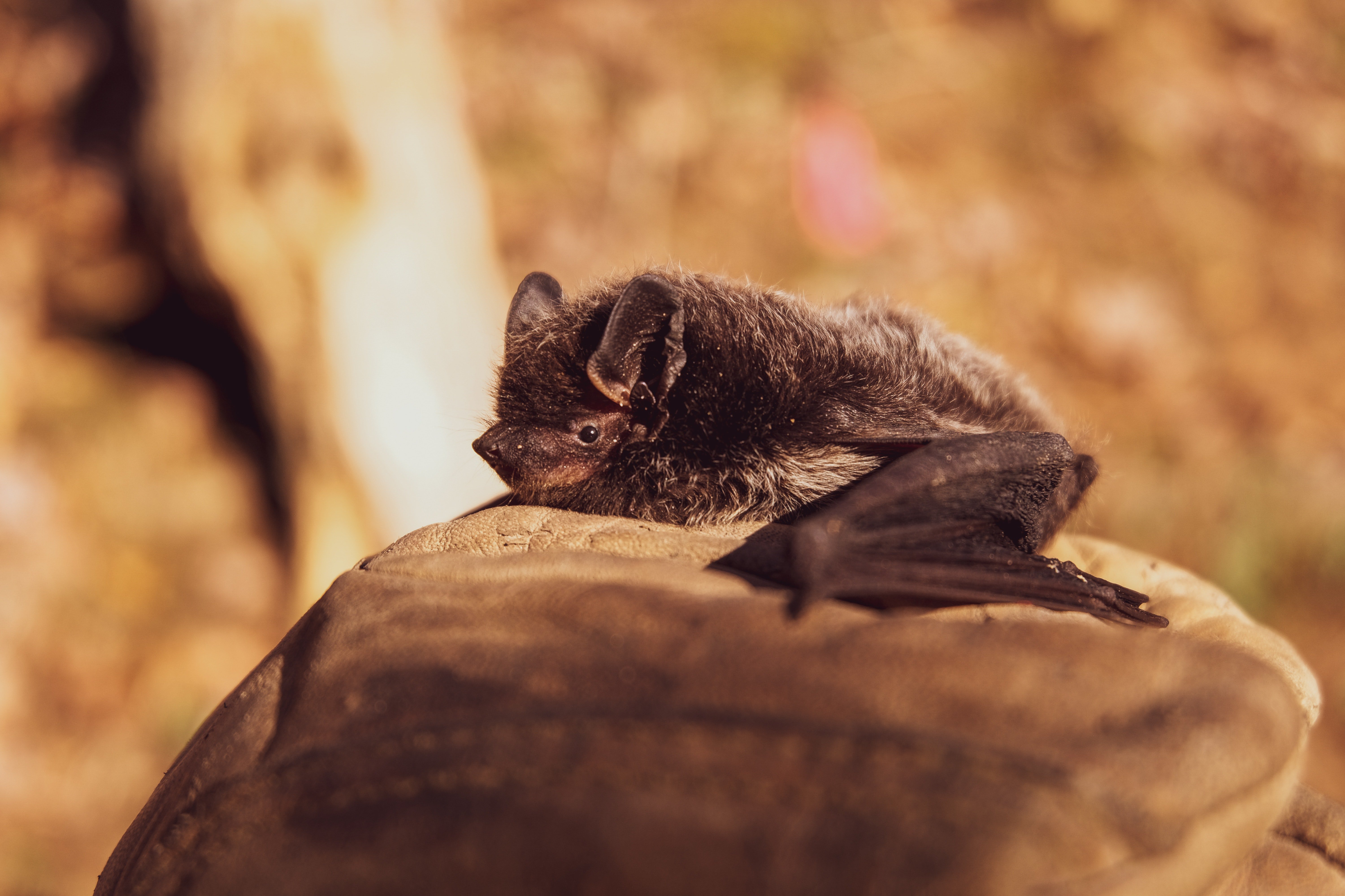 A picture of a bat lying on a rock | Photo: Pexels