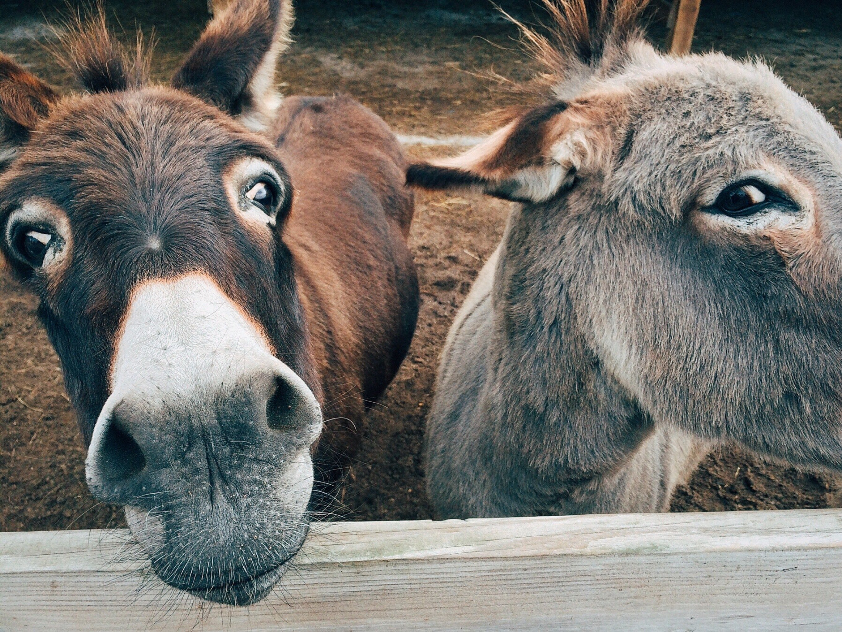 Two donkeys. | Pexels/ Pixabay