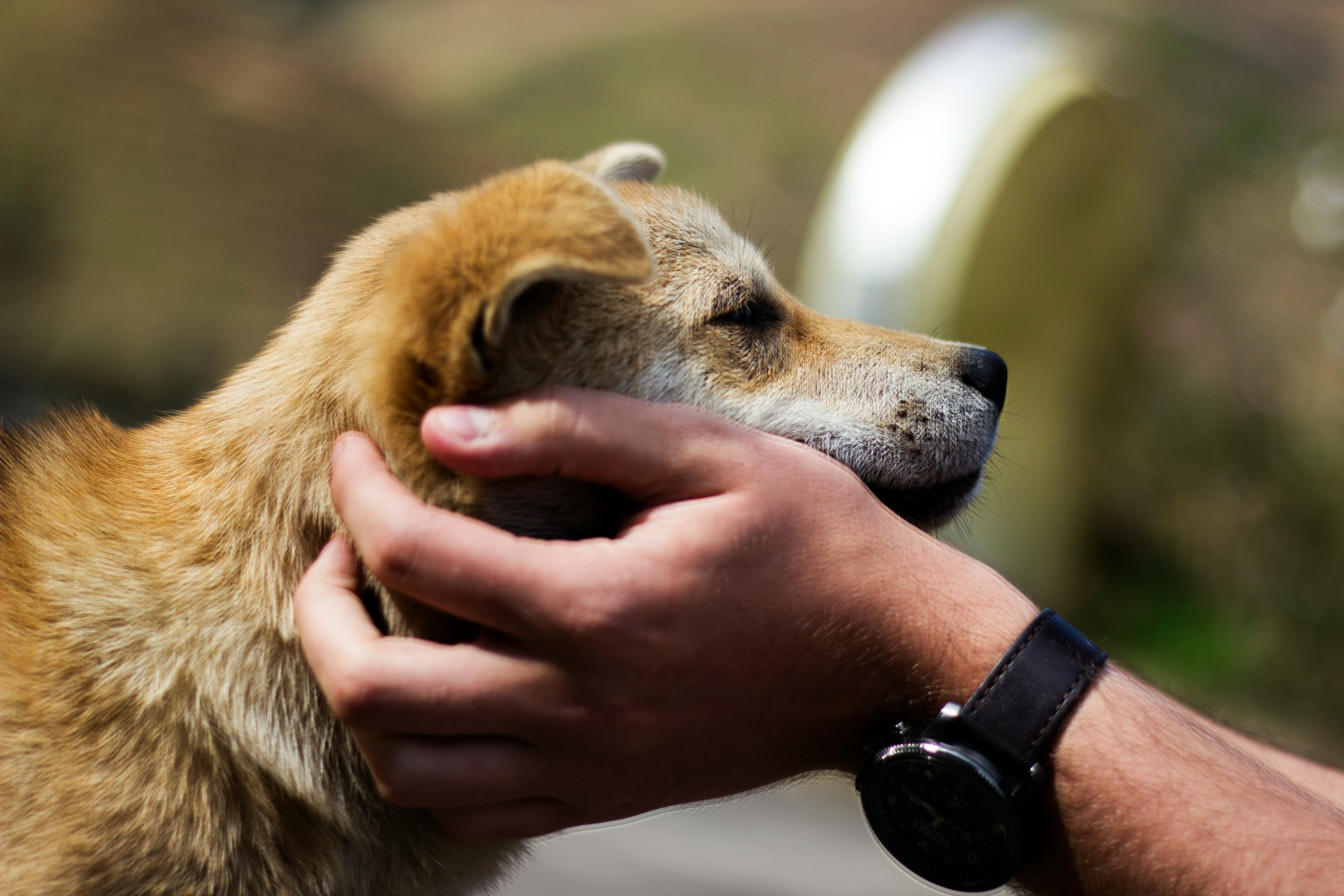 Close-up shot of a man petting a dog | Source: Unsplash