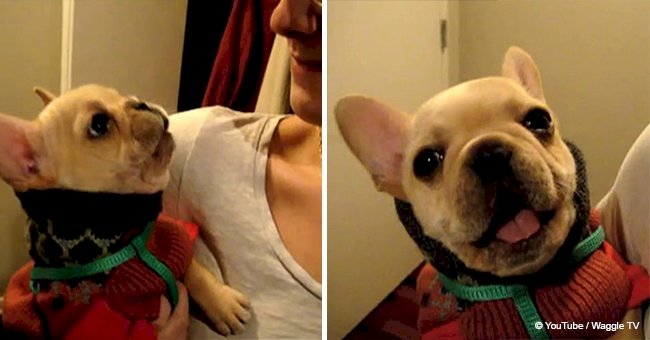 Little bulldog steals people's hearts by surprisingly saying 3 important words like a human