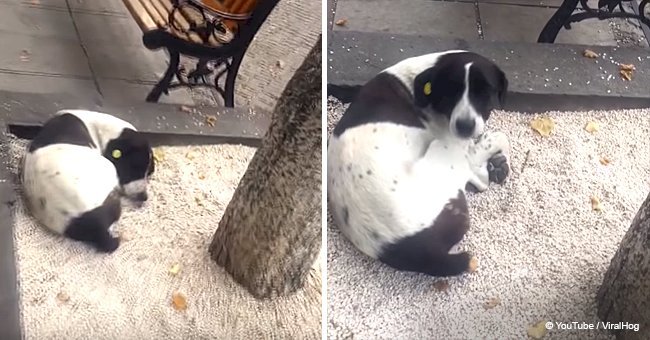 A man finds his lost dog homeless on the streets after 3 years of searching for him