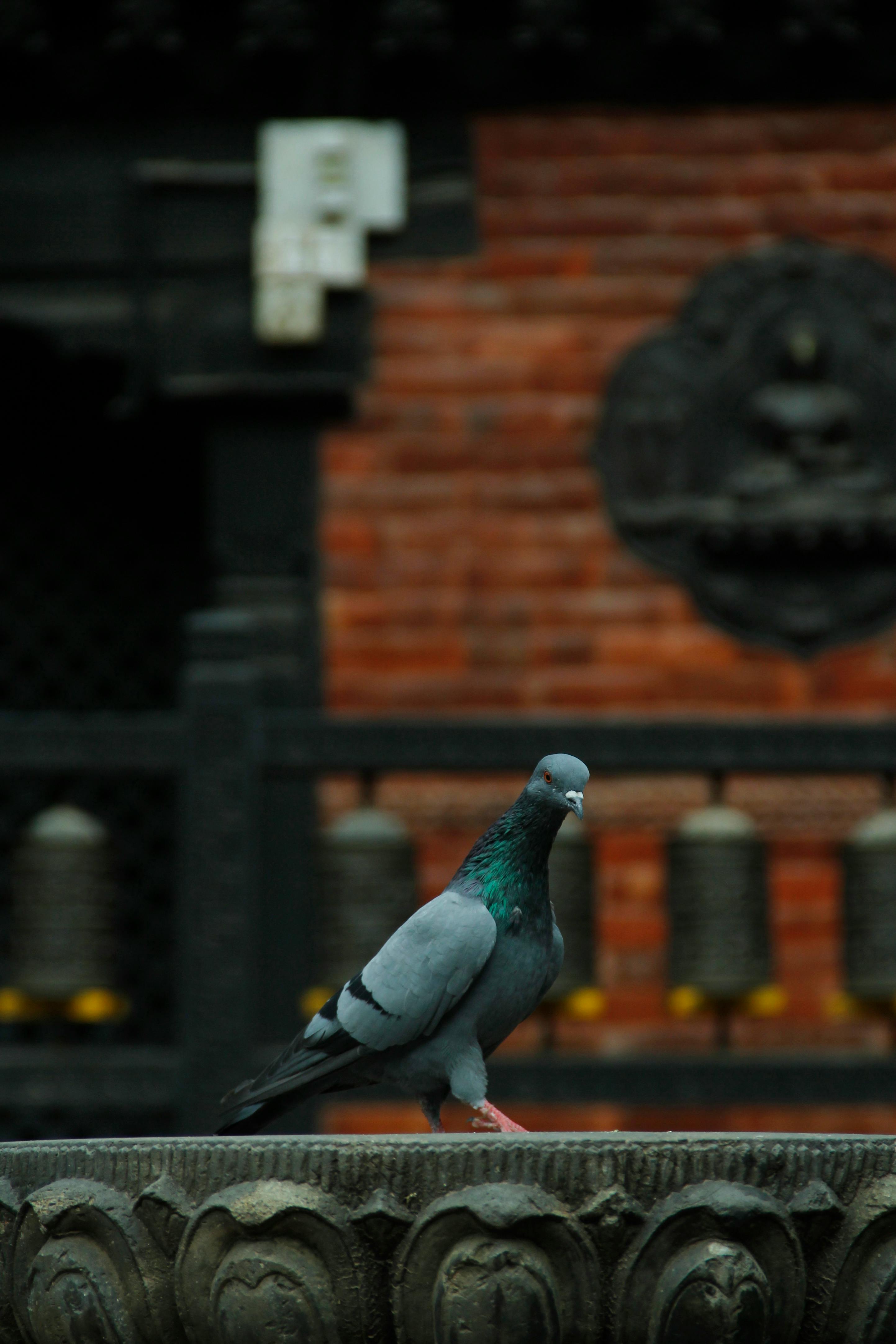 For illustration purposes only. A perched pigeon | Source: Pexels