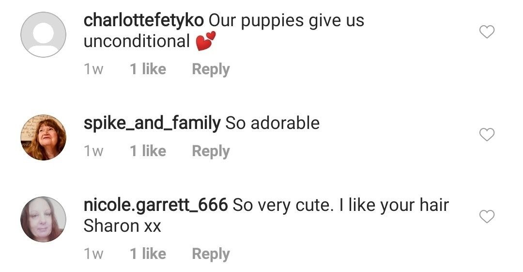 Fans comment on Sharon Osbourne's post featuring three of her dogs on August 31, 2020 | Photo: Instagram/sharonosbourne