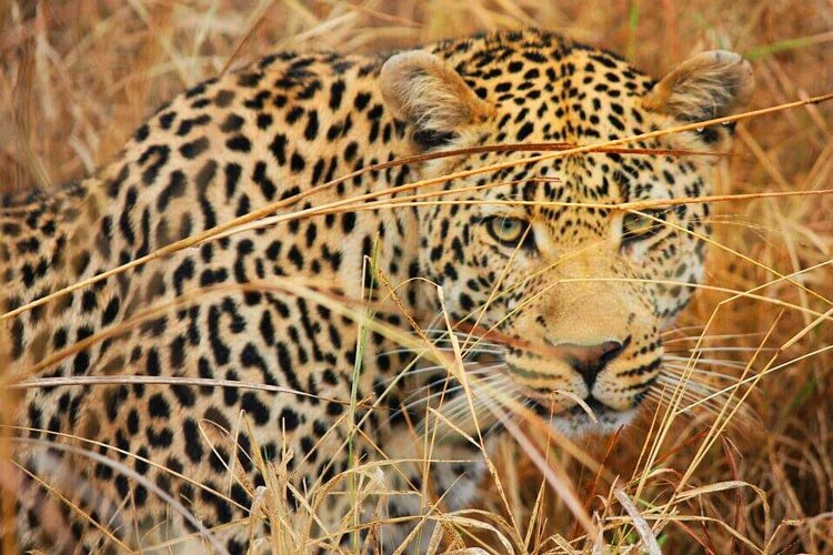 A photo of a hungry leopard looking for prey. | Photo: Unsplash.