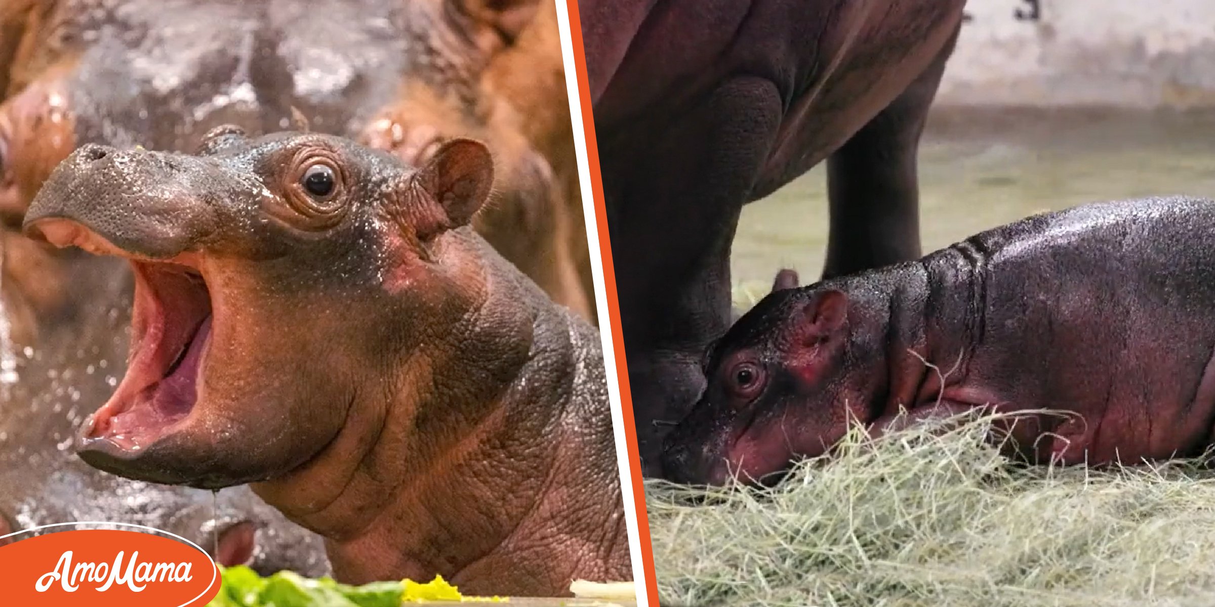 Dallas Zoo 'MuchAnticipated' Newborn Hippo After Two and a