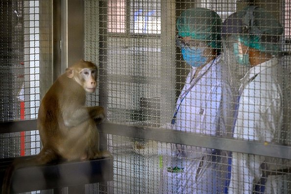 Imagen tomada el 23 de mayo de 2020 en el Centro Nacional de Investigación de Primates de Tailandia en Saraburi. | Foto: Getty Images
