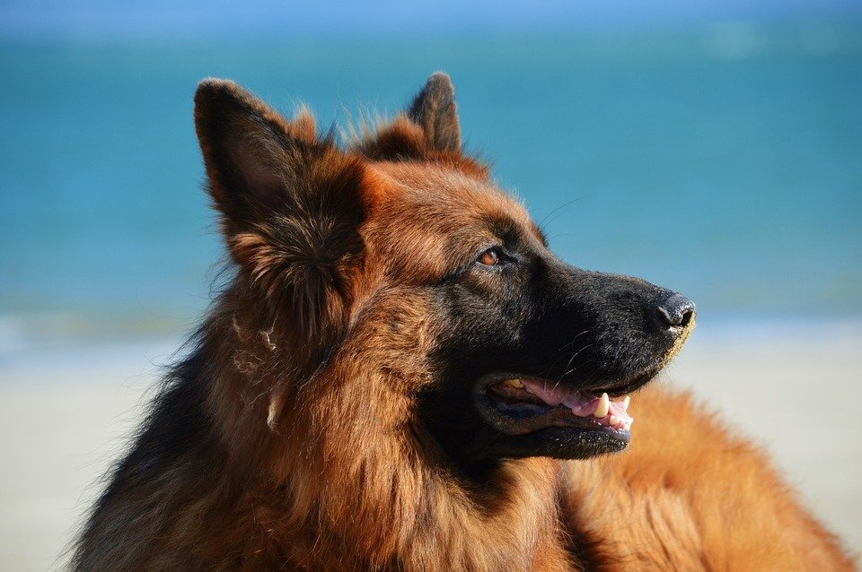 Primer plano de un perro en la arena de la playa. | Foto: Pixabay