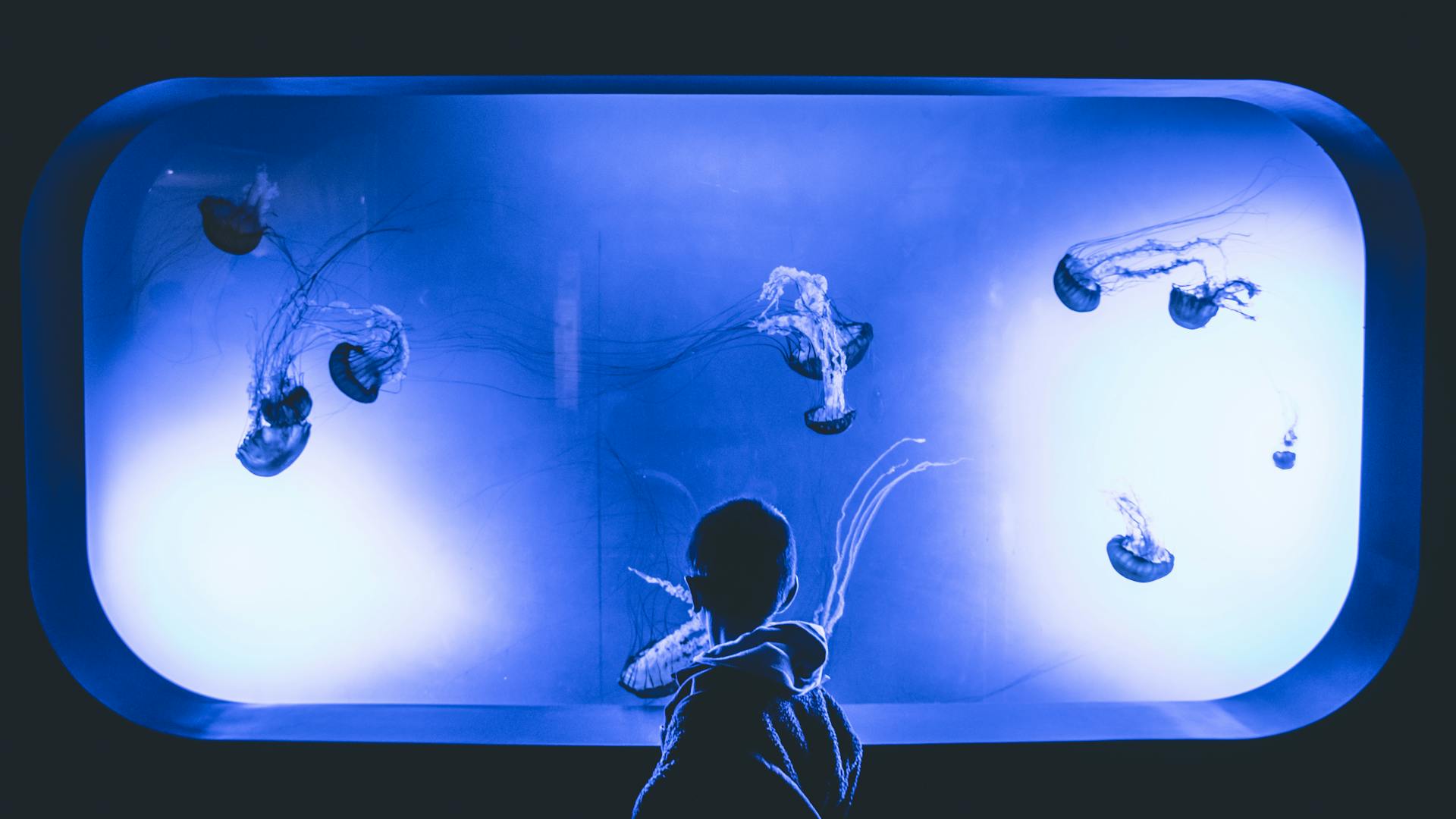 A boy looking at jellyfish in an aquarium | Source: Pexels