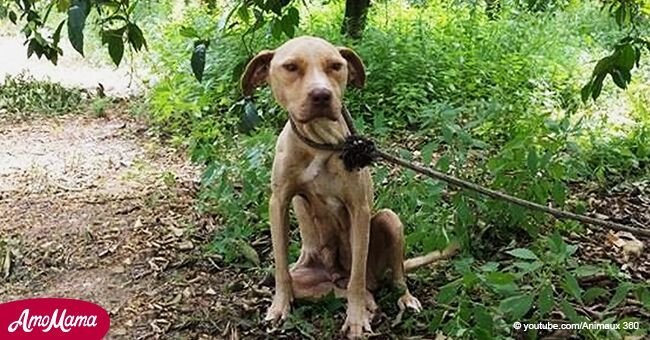 Un propriétaire cruel a laissé son chien enceinte mourir dans la forêt, mais son plan a été raté
