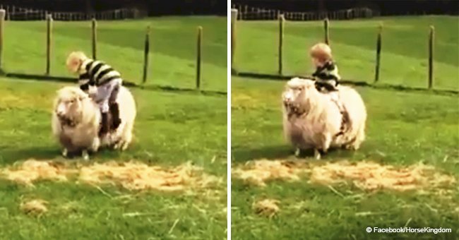 Little boy climbs on the back of a sheep, but suddenly the pet begins to run